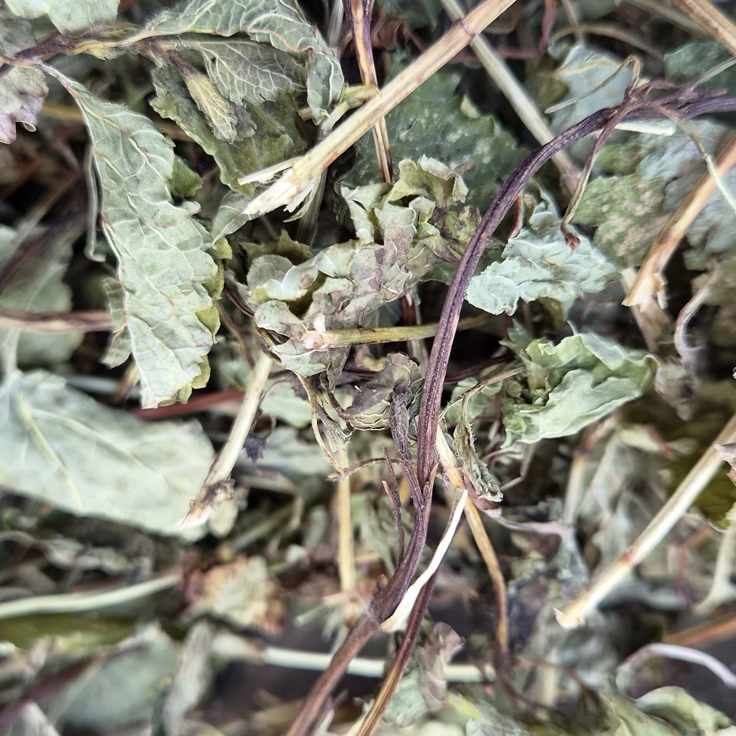 Lemon Balm