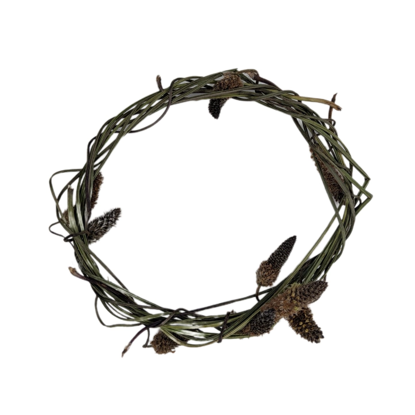 Plantain Hoop