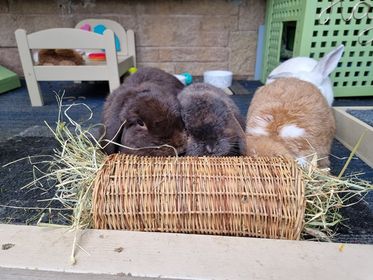 Willow Tube (Chew Toy/Hay Feeder)