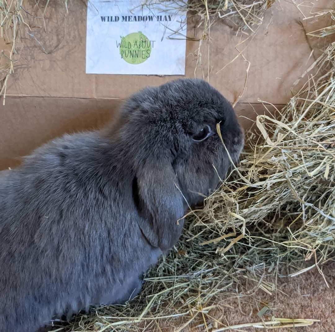 Wild About Bunnies Wild Meadow Hay Box