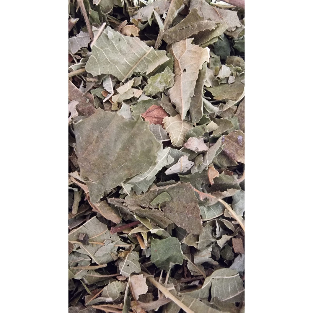 Hazelnut Leaves