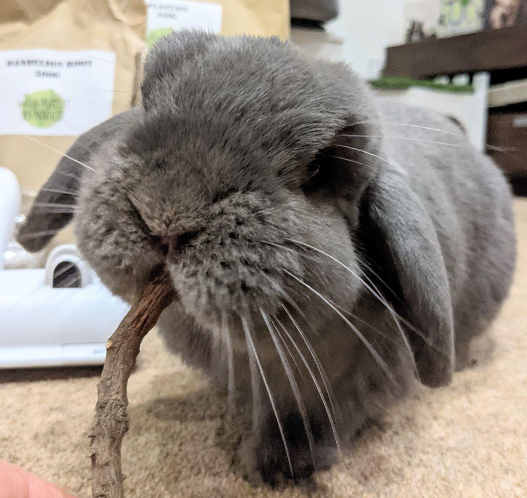 Dandelion Root
