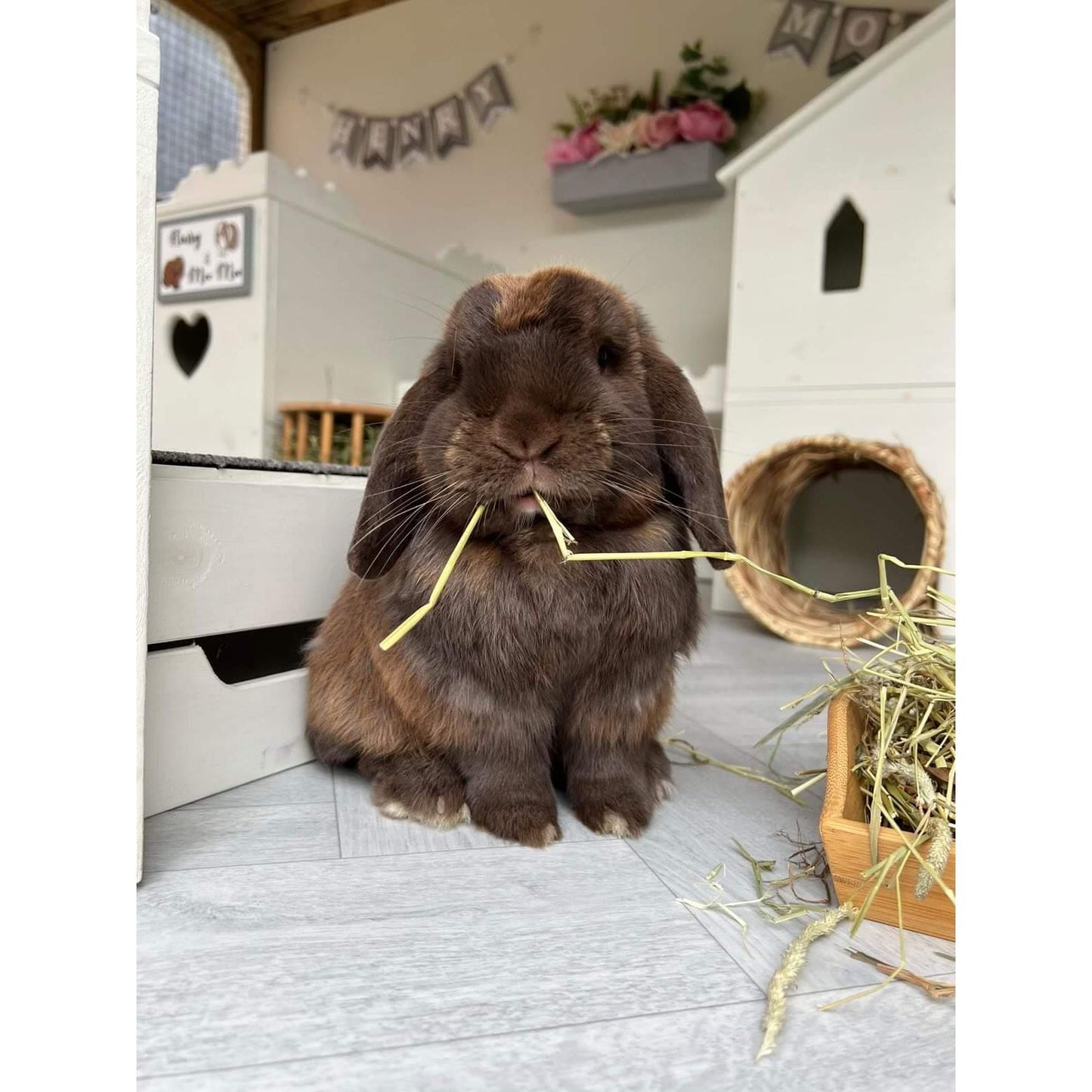 Wild About Bunnies 1st cut Timothy Hay Box