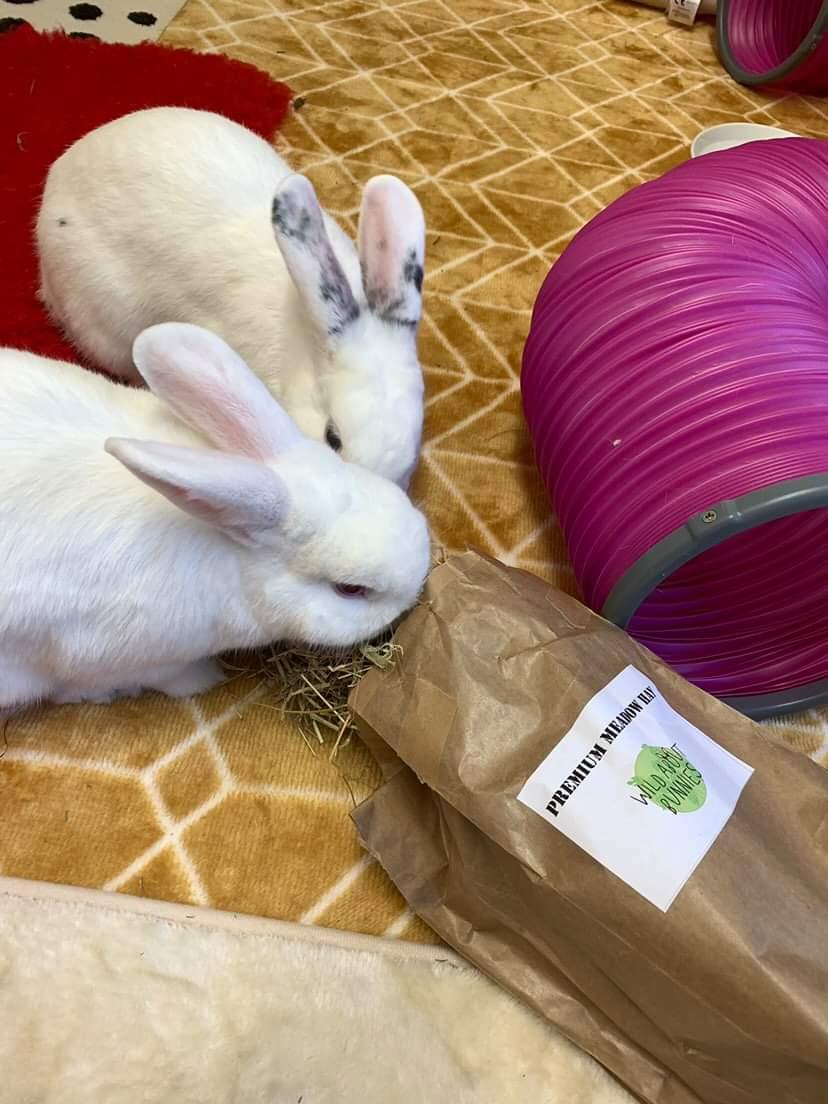 Wild About Bunnies Premium Meadow Hay Box
