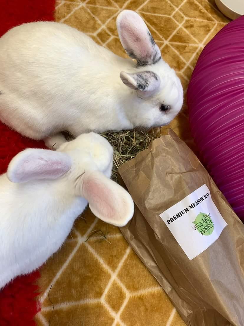 Wild About Bunnies Premium Meadow Hay Box