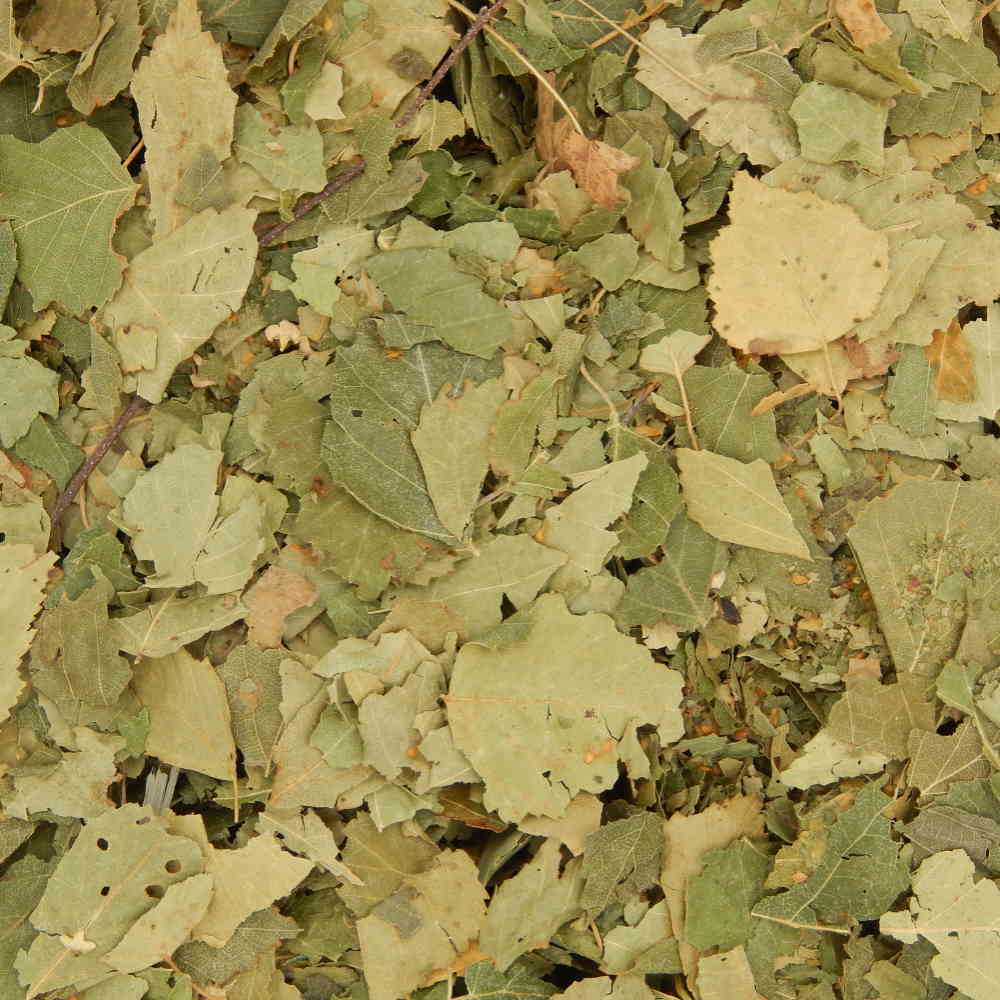 Birch Leaves