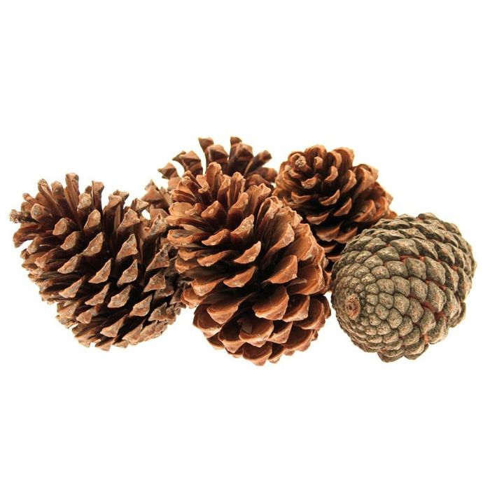 Natural Pine Cones (Pack of 5)