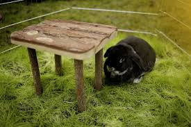 Natural Wood Shelter (Table)