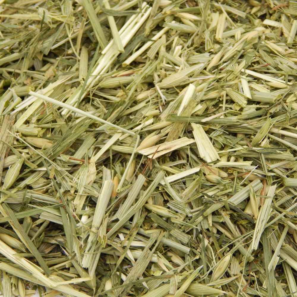 Green Oat Forage