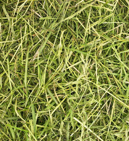 Readigrass 50g trial size (Original, Alfalfa, Green Oat, Timothy)