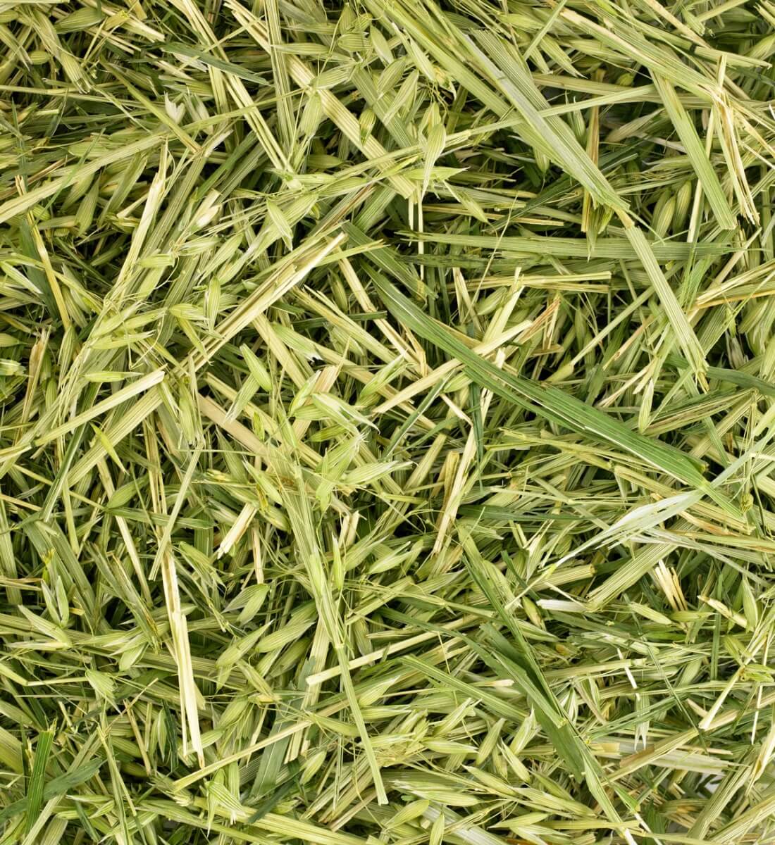 Readigrass 50g trial size (Original, Alfalfa, Green Oat, Timothy)
