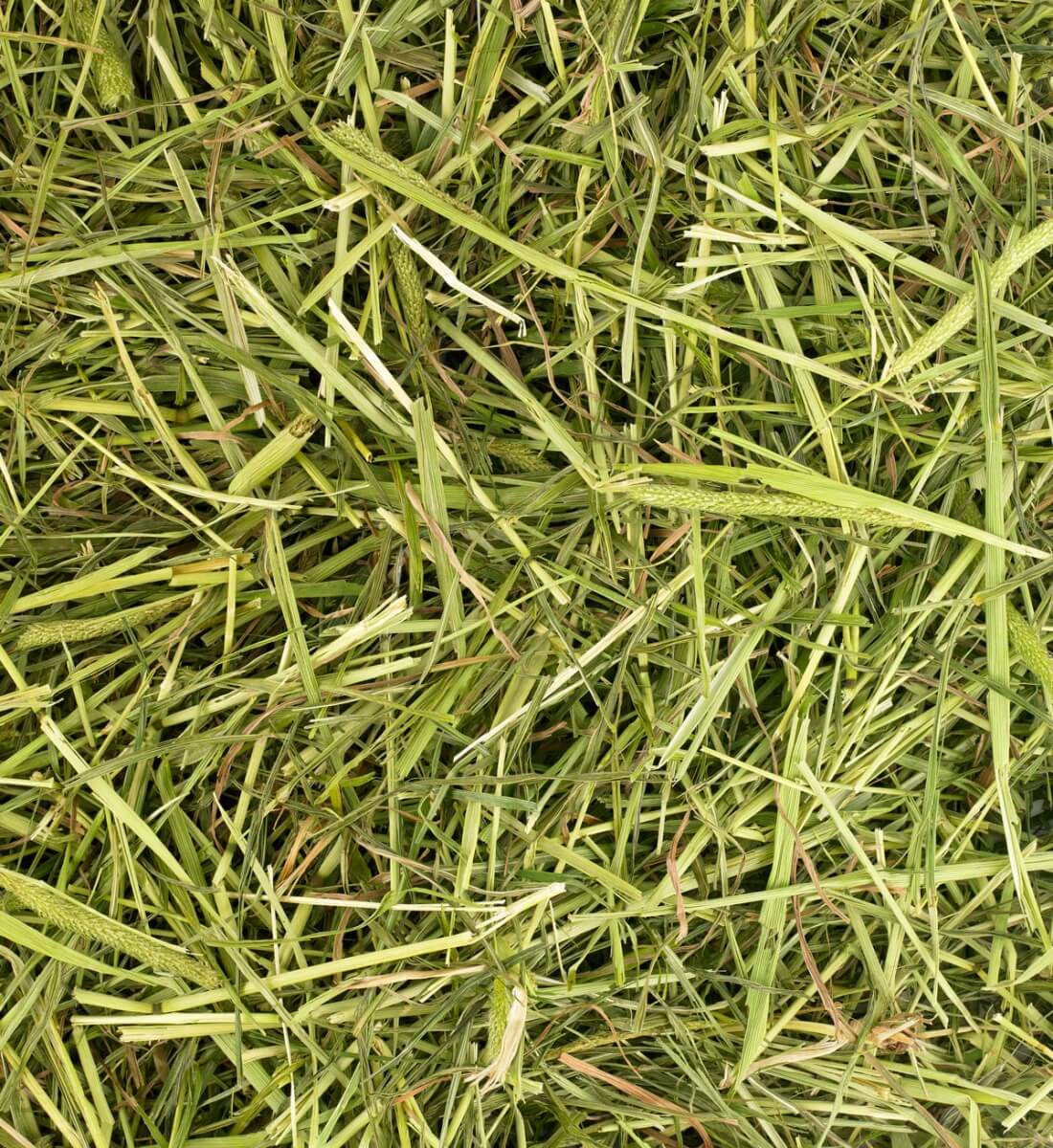 Readigrass 50g trial size (Original, Alfalfa, Green Oat, Timothy)